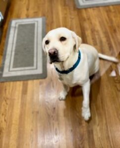 Yellow Labrador Retriever