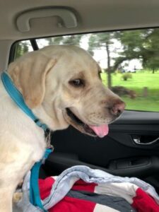 Yellow Labrador Retriever