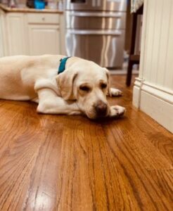 Yellow Labrador Retriever