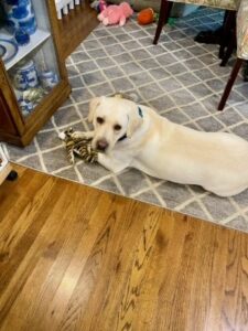 Yellow Labrador Retriever