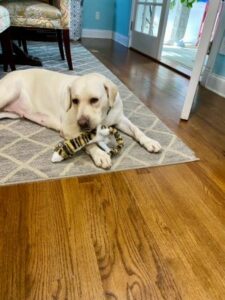 Yellow Labrador Retriever