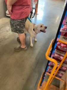 Yellow Labrador Retriever