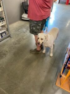 Yellow Labrador Retriever