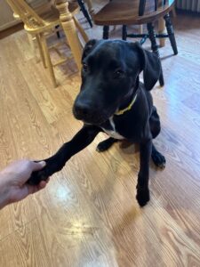 Black Labrador Retriever