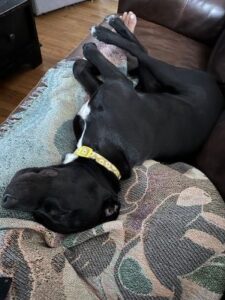 Black Labrador Retreiver Mix