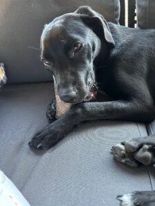 Black Labrador Retriever