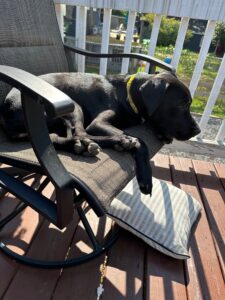 Black Labrador Retriever