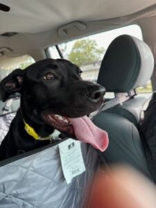 Black Labrador Retreiver Mix