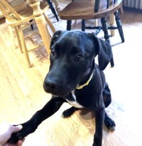 Black Labrador Mix