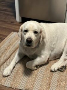 Yellow Labrador Retriever