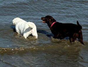 Labrador Retriever