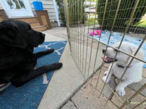 Yellow Labrador Retriever