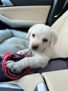 Yellow Labrador Retriever