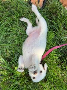 Yellow Labrador Retriever