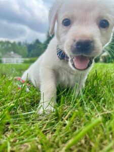 Yellow Labrador Retriever