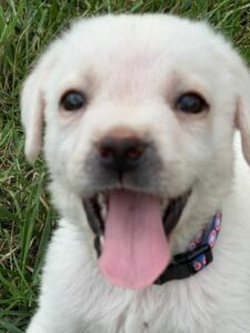 Yellow Labrador Retriever