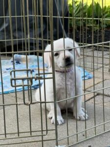 Yellow Labrador Retriever