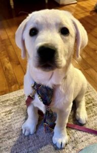 Yellow Labrador Retriever