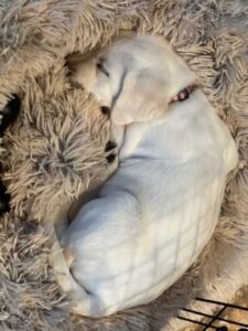 Yellow Labrador Retriever