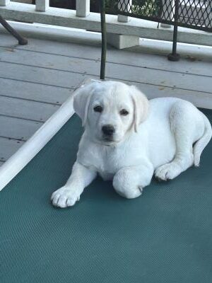 Yellow Labrador Retriever