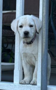 Yellow Labrador Retriever