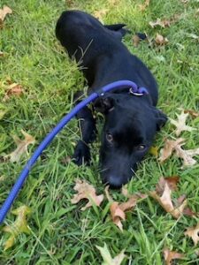 Black Labrador Retriever