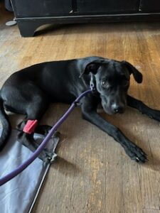 Black Labrador Retriever