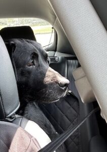 Black Labrador Retriever 