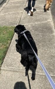 Black Labrador Retriever 