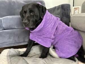 Black Labrador Retriever 