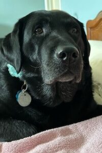 Black Labrador Retriever