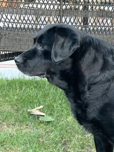 Black Labrador Retriever 