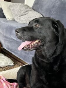 Black Labrador Retriever 