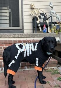 Black Labrador Retriever