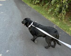 Black Labrador Retriever 