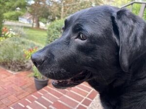 Black Labrador Retriever