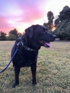 Black Labrador Retreiver