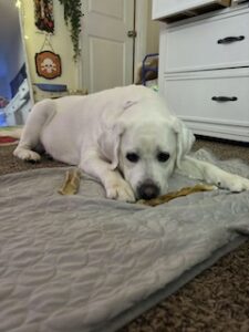 Yellow Labrador Retriever