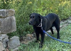 Black Labrador Retriever