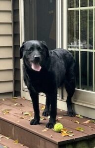 Black Labrador Retreiver