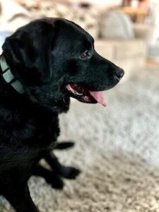 Black Labrador Retriever