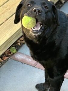 Black Labrador Retriever