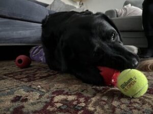 Black Labrador Retriever 