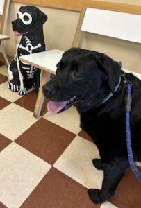 Black Labrador Retreiver