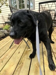 Black Labrador Retriever