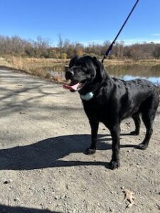 Black Labrador Retriever