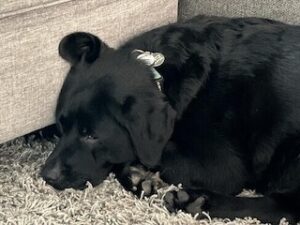 Black Labrador Retriever