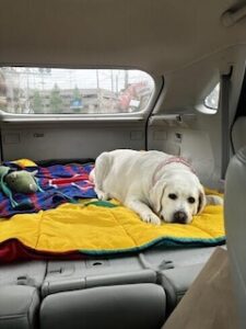 Yellow Labrador Retriever