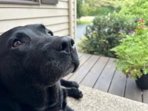 Black Labrador Retriever