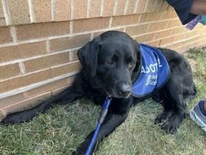 Black Labrador Retreiver